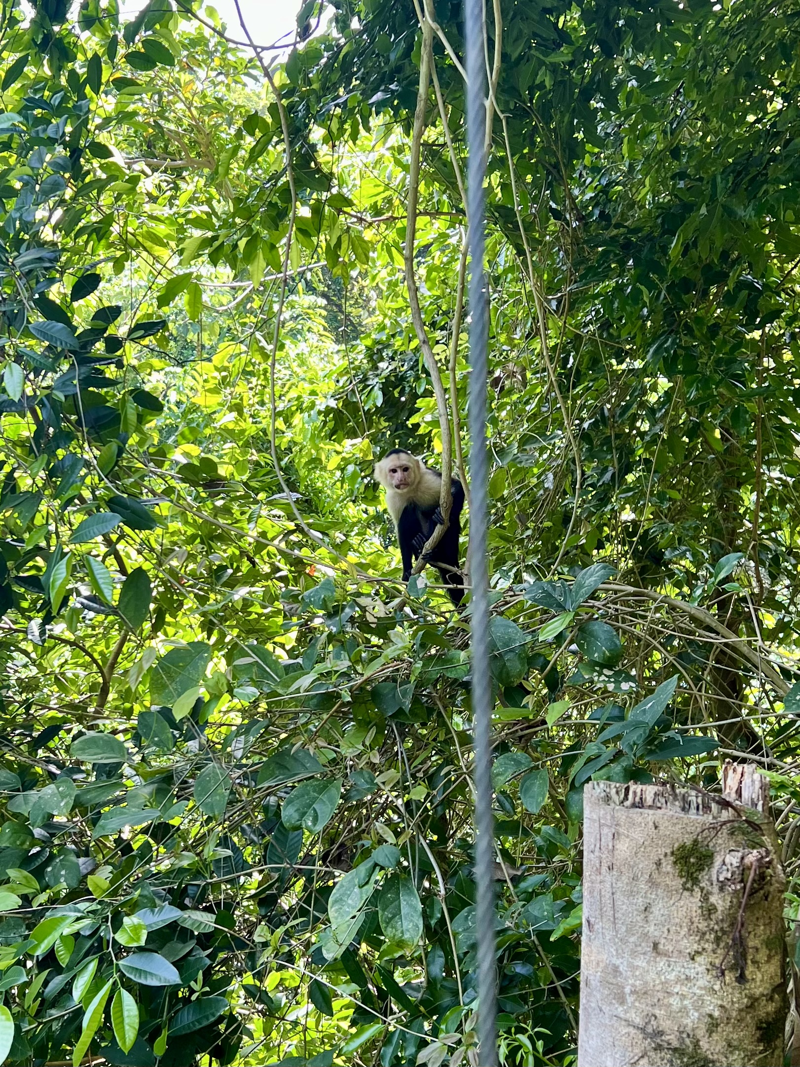 A capuchin monkey stares into my camera's lens as it hangs onto a tree during our nature walk through the Honduran jungle. 