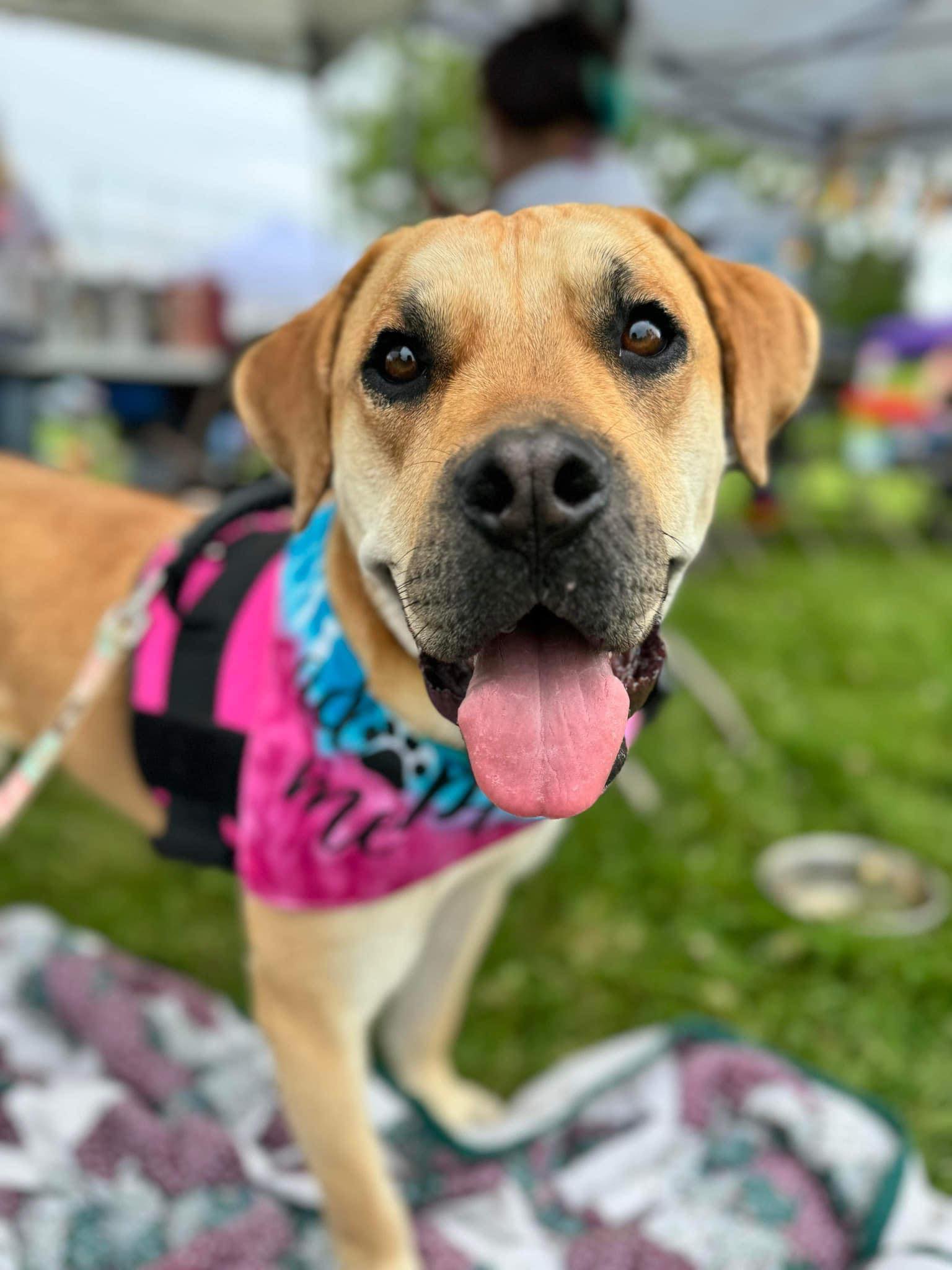 We raised $1,600 for Heaven After Hell Animal Rescue — enough for 64 rescues to get their yearly vaccines that’ll keep them happy, healthy and ready for their fur-ever homes!
